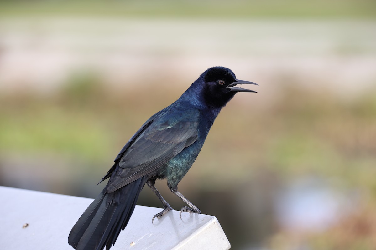 Boat-tailed Grackle - ML385002921