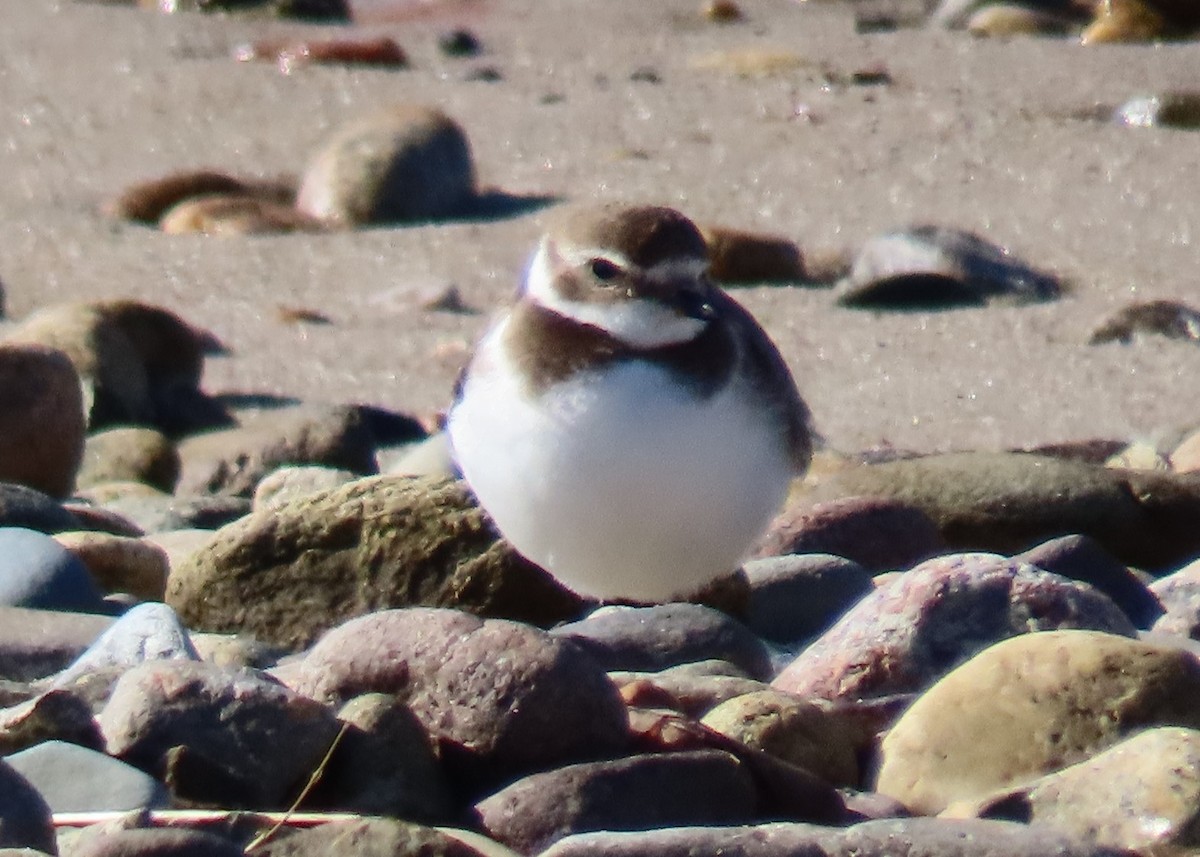 Semipalmated Plover - ML385002961
