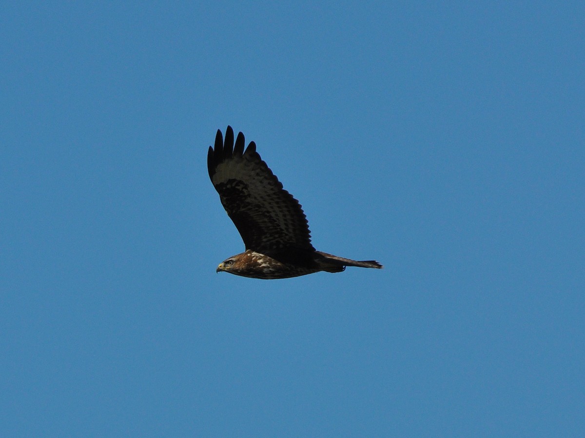 Common Buzzard - ML385003041