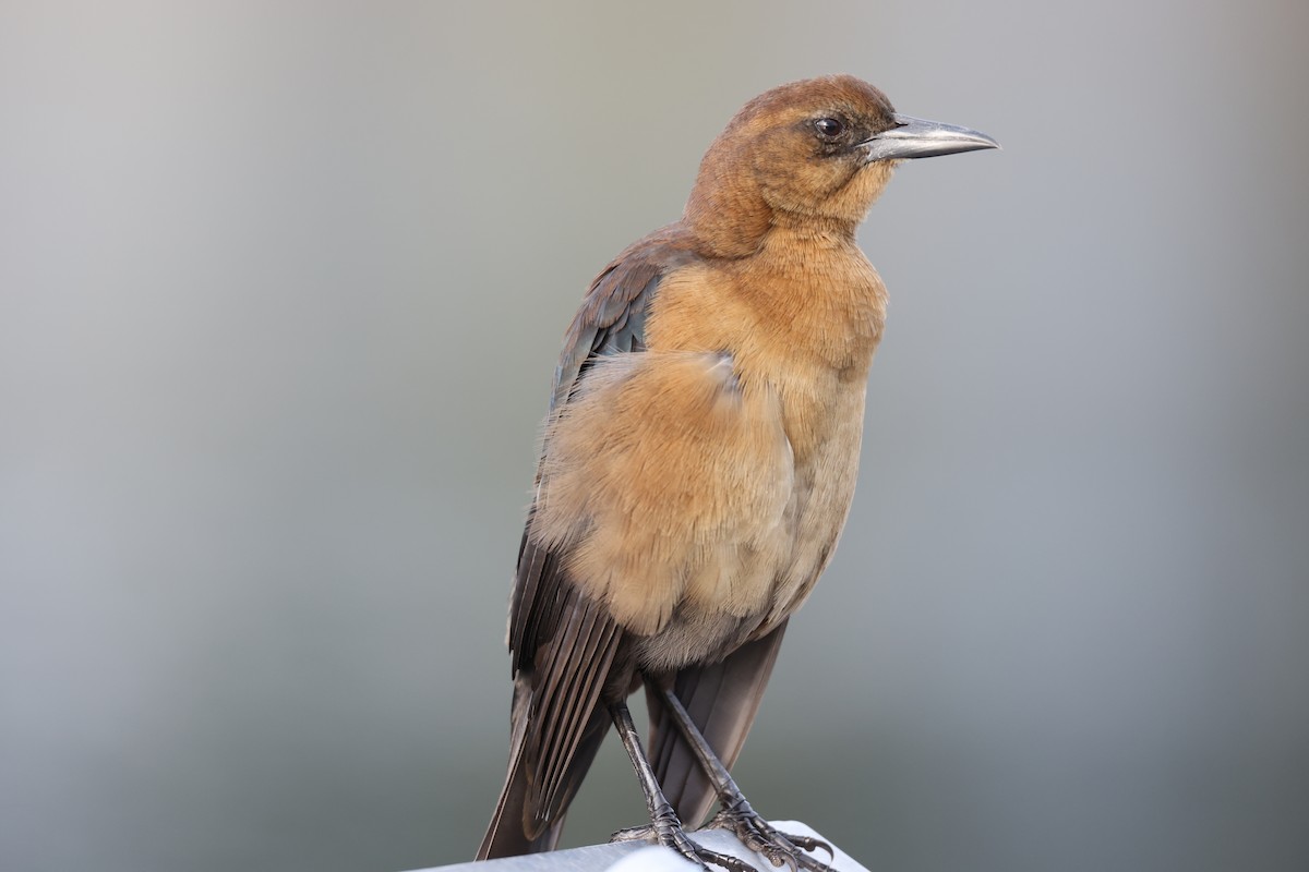Boat-tailed Grackle - ML385003211