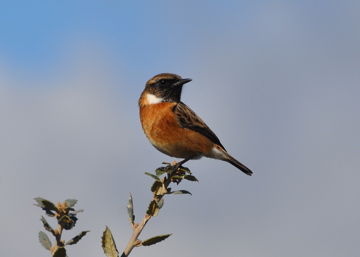 European Stonechat - ML385003221