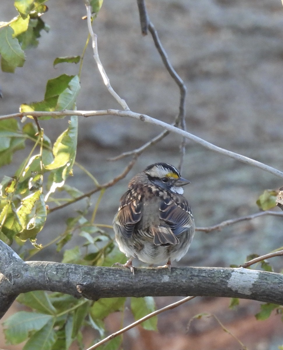 White-throated Sparrow - ML385003241