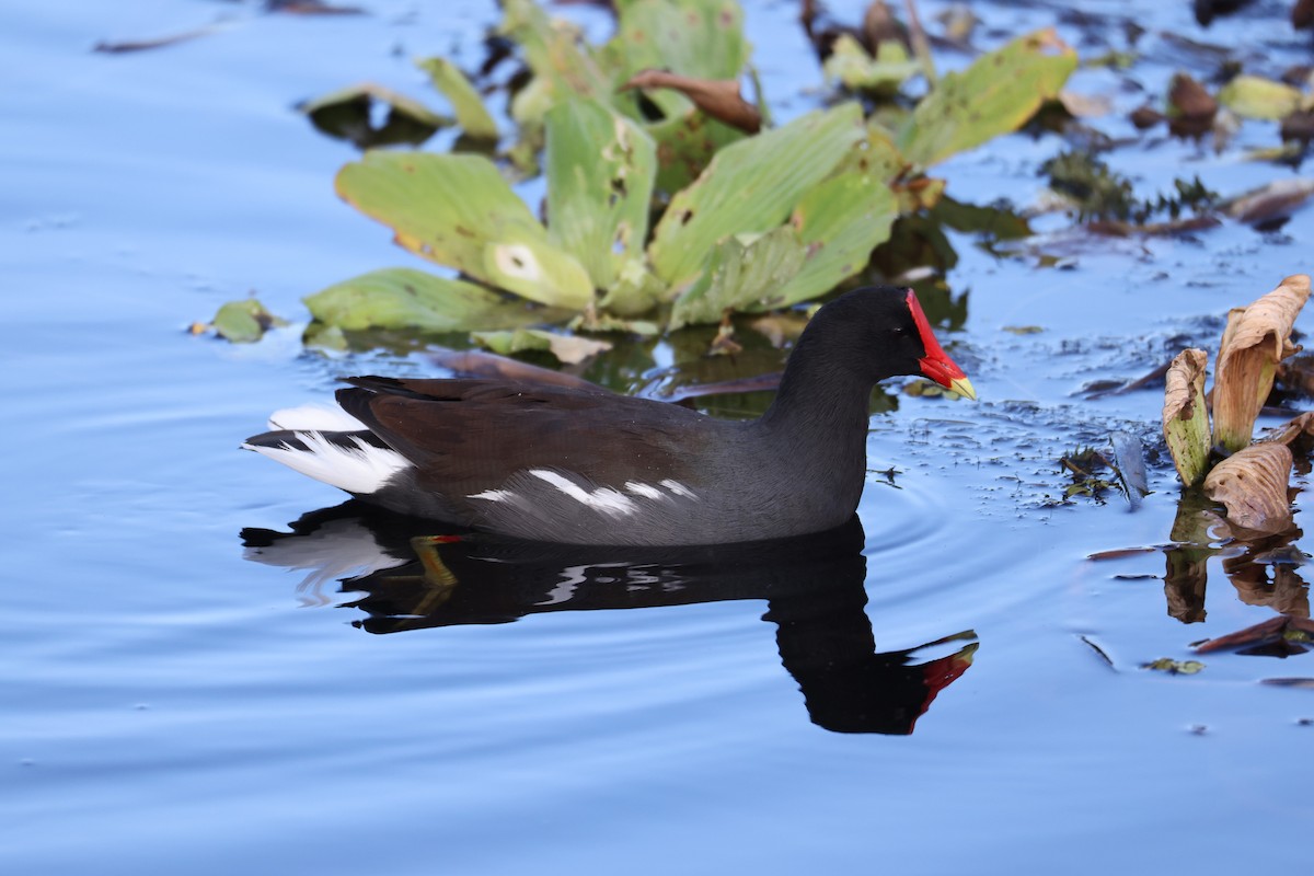 Common Gallinule - ML385004231