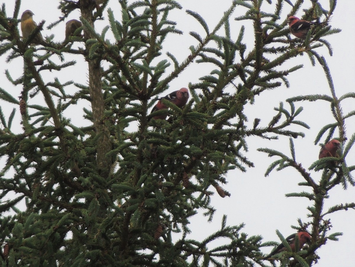 White-winged Crossbill - ML385004311