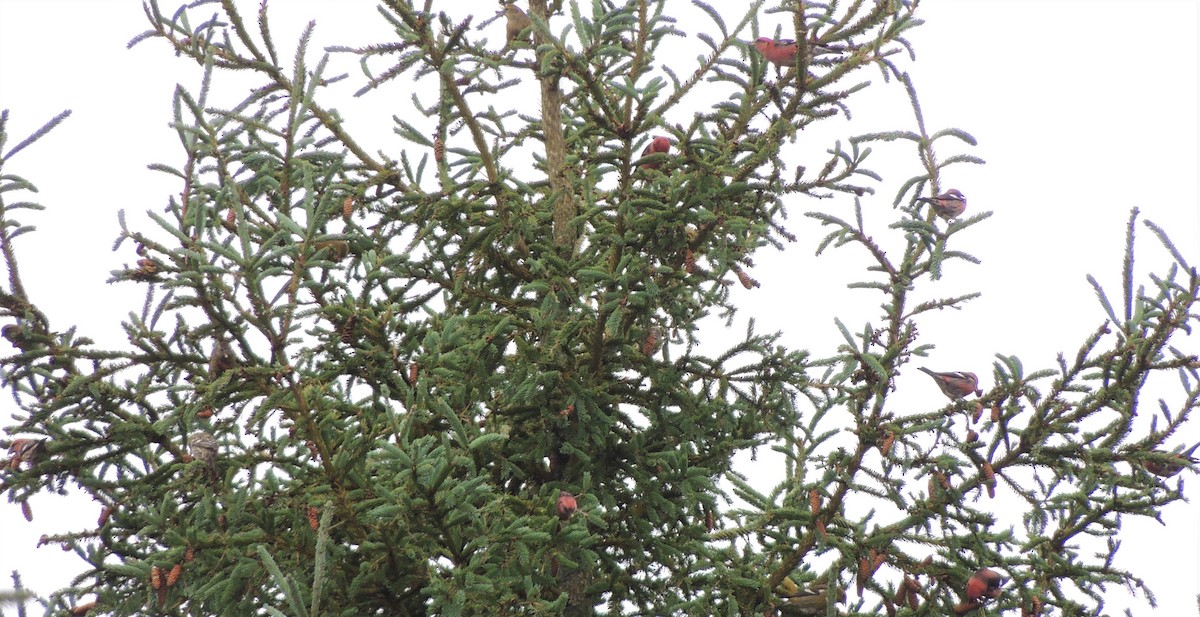 White-winged Crossbill - ML385004331