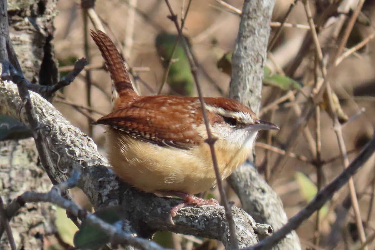 Carolina Wren - ML385004341