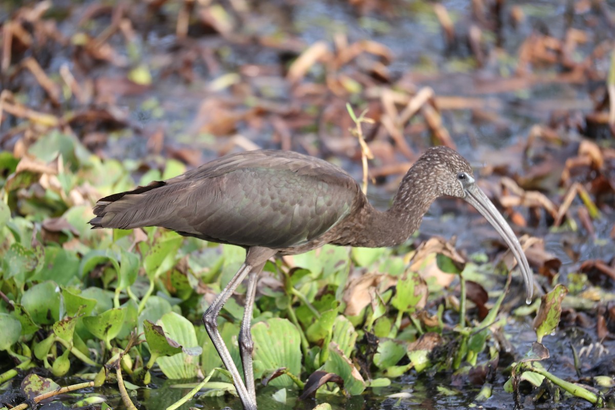 ibis hnědý - ML385004461