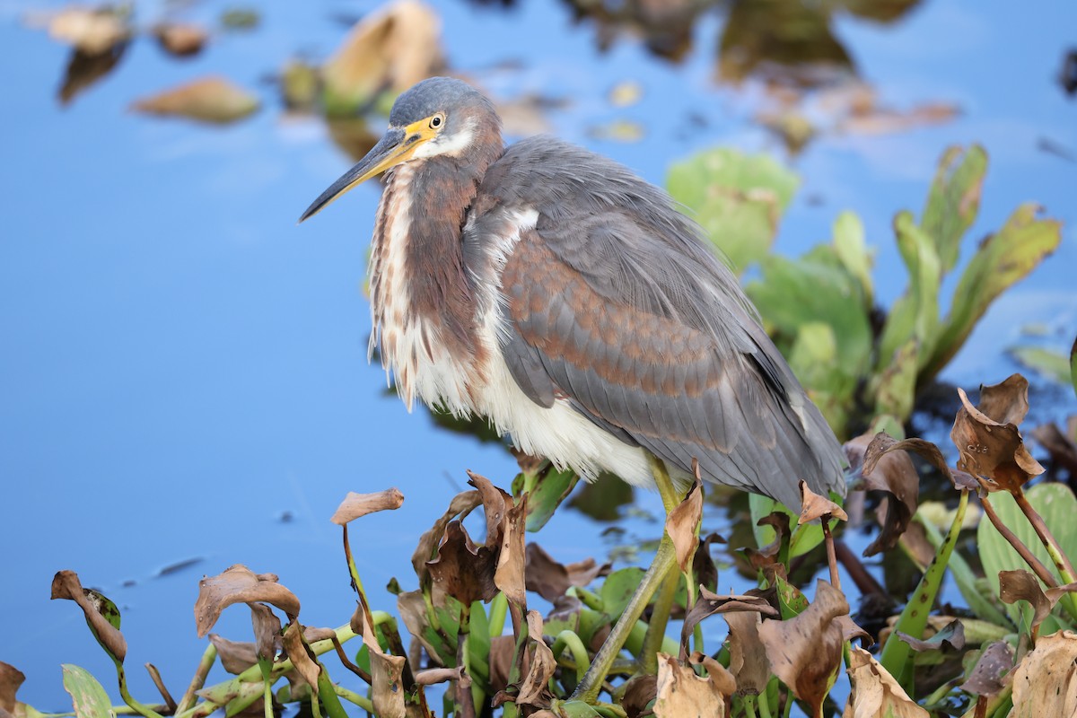 Tricolored Heron - ML385004891