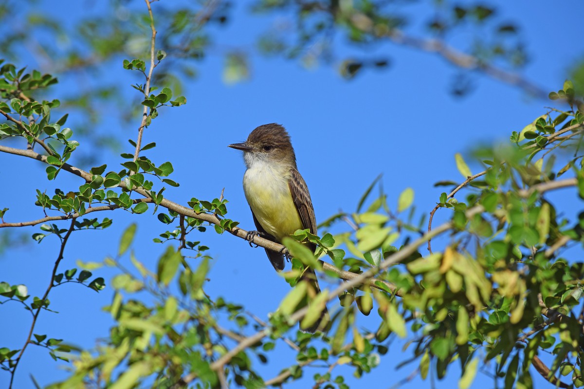 Sad Flycatcher - ML38500491