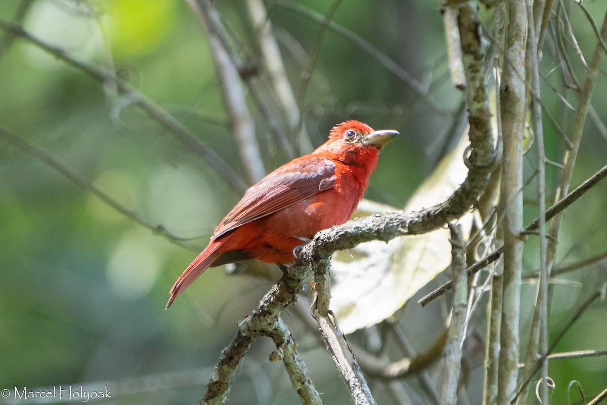 Summer Tanager - ML385005721
