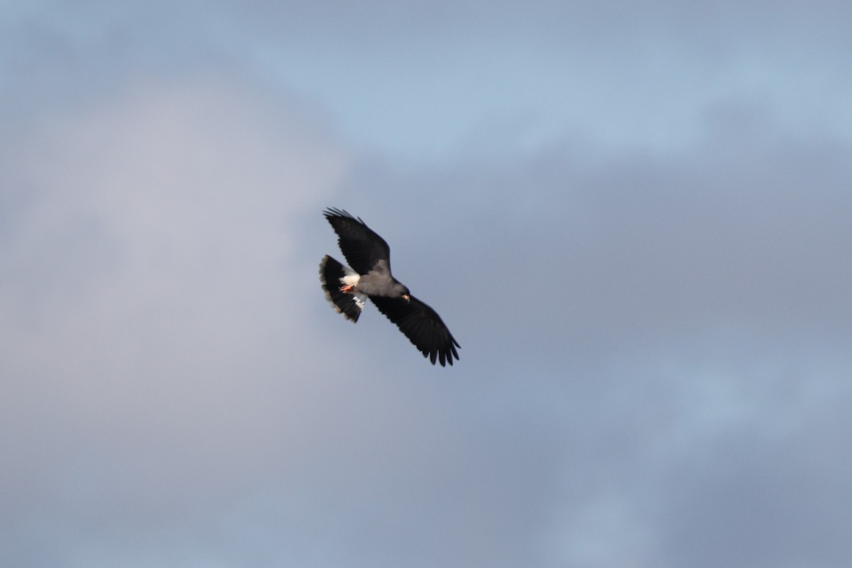 Snail Kite - ML385005931