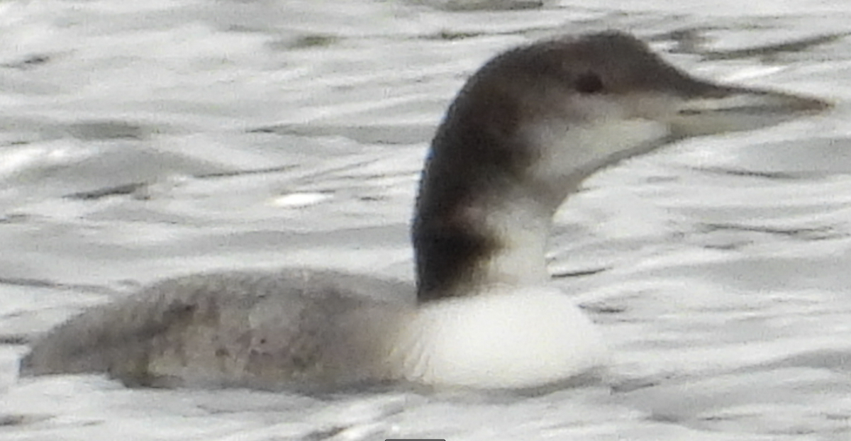 Common Loon - ML385006151