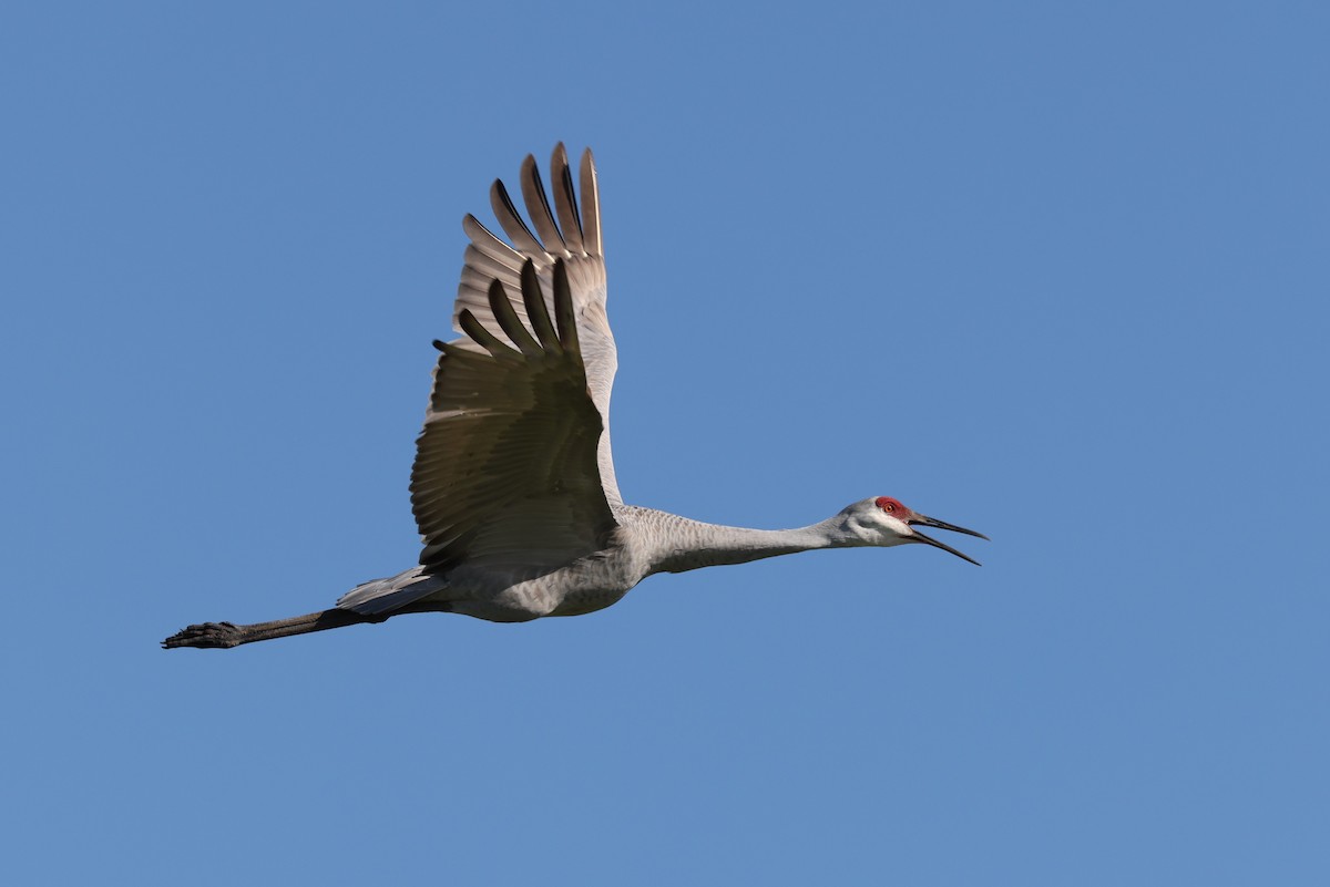 Grue du Canada - ML385006331