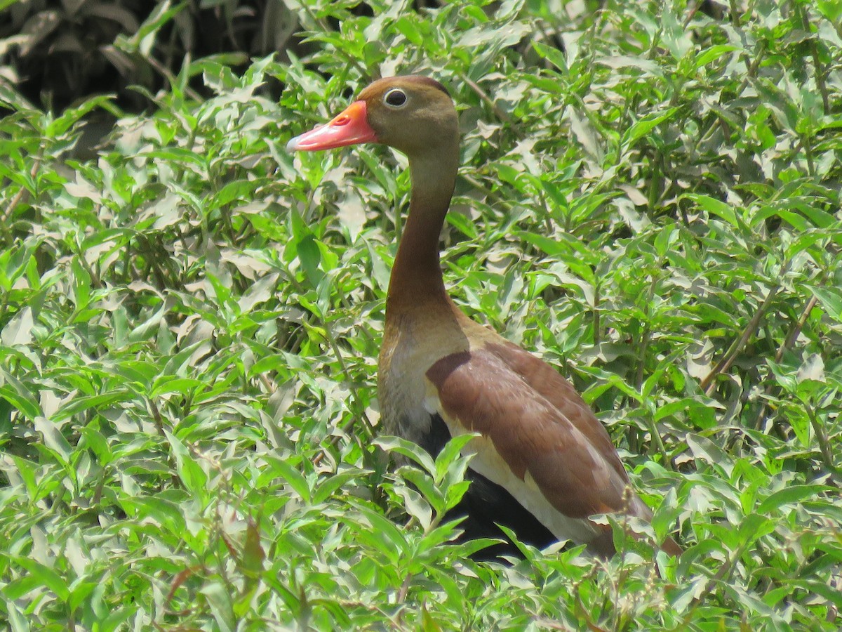 Black-bellied Whistling-Duck - Romeu Gama