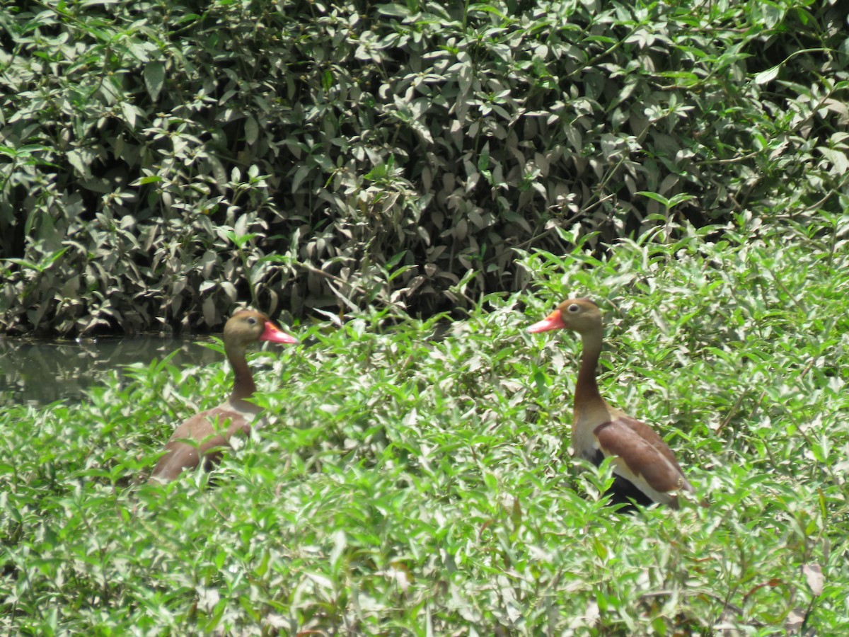 Black-bellied Whistling-Duck - Romeu Gama