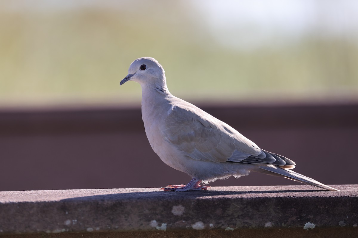 Eurasian Collared-Dove - Kelly Smith