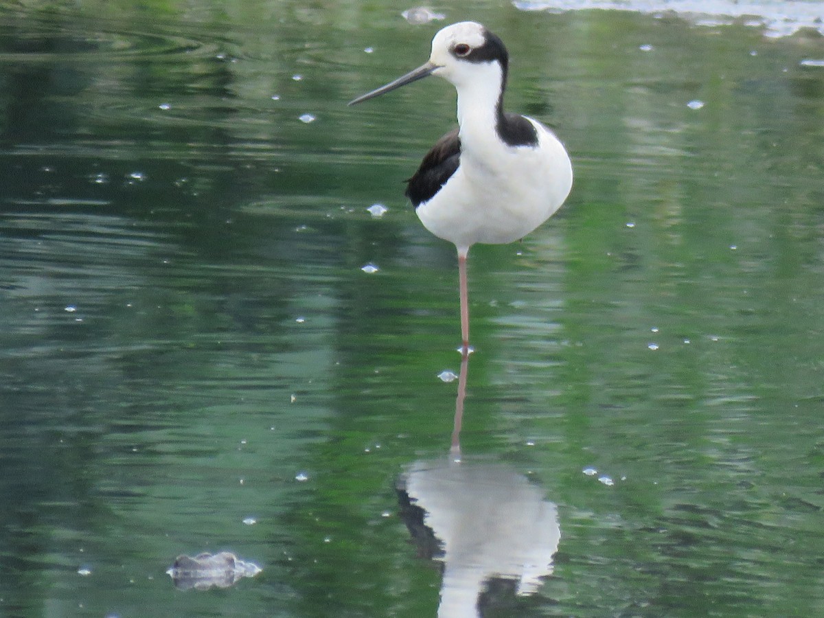 Black-necked Stilt (White-backed) - ML385007061