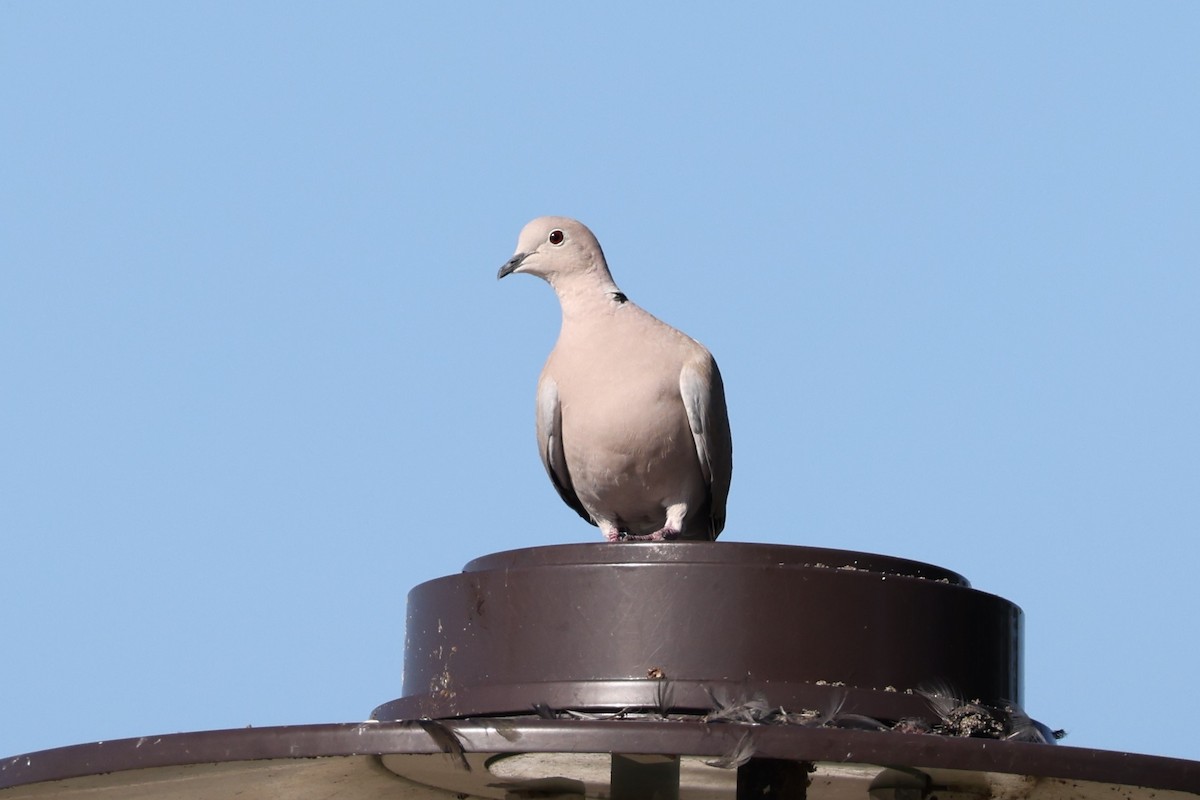 Eurasian Collared-Dove - Kelly Smith