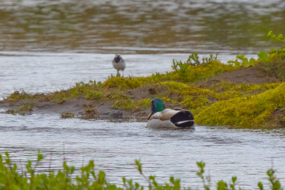 Mallard - Ann Van Sant