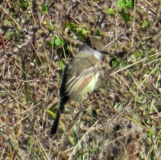 Ash-throated Flycatcher - ML385008341