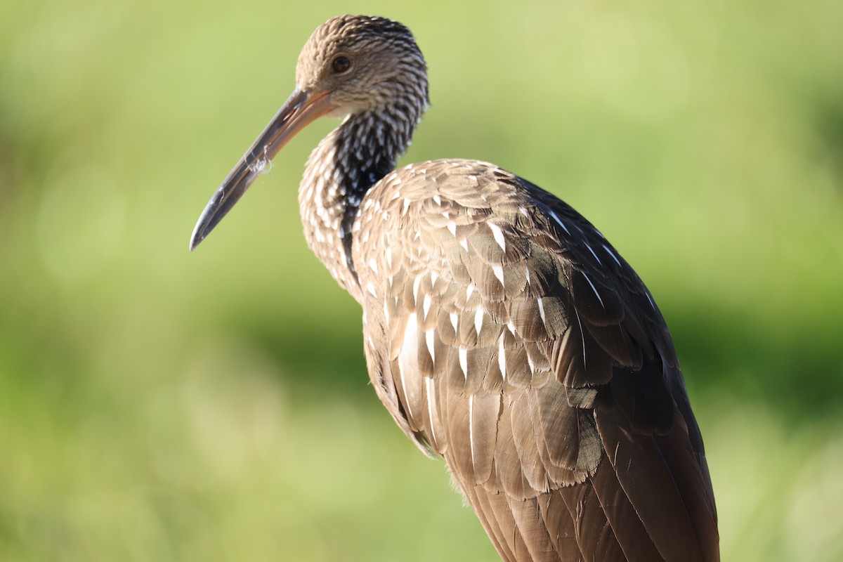 Limpkin - Kelly Smith