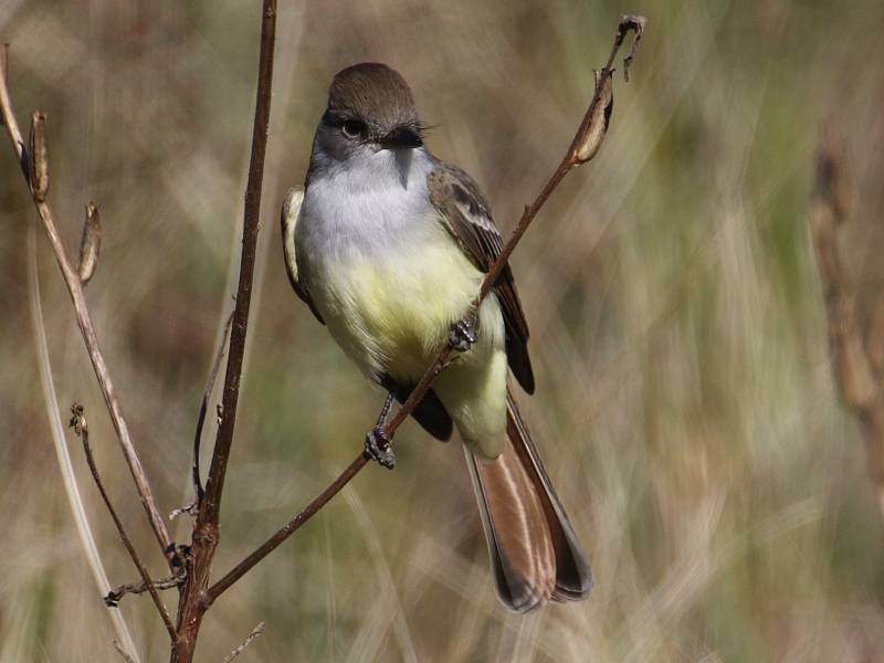 Ash-throated Flycatcher - ML385009541