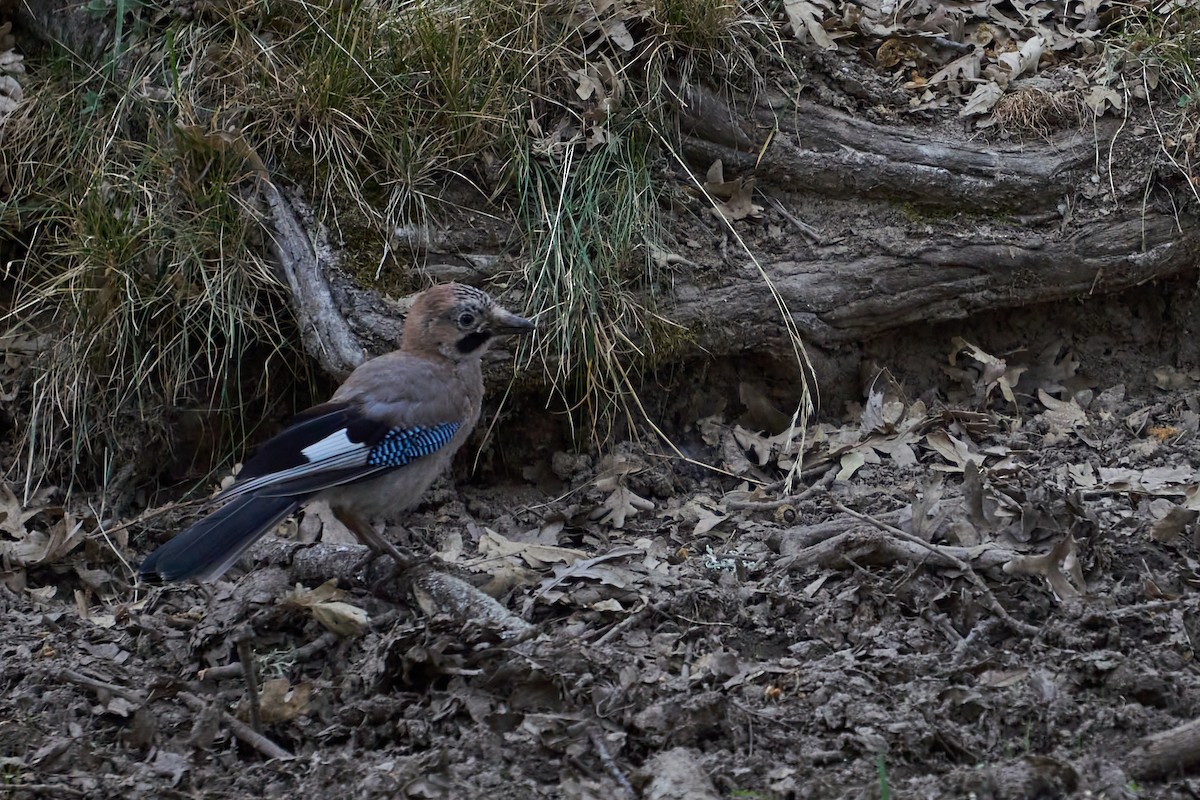 Eurasian Jay - ML385010241