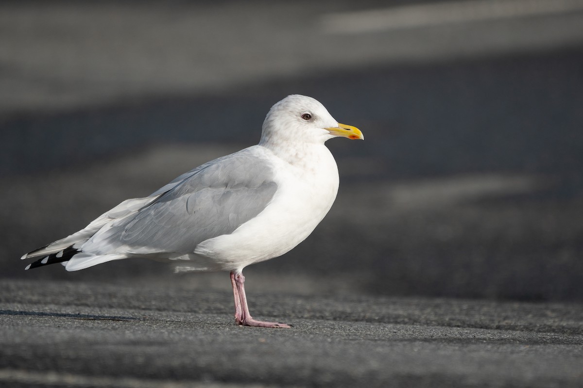 Iceland Gull (Thayer's) - ML385010311