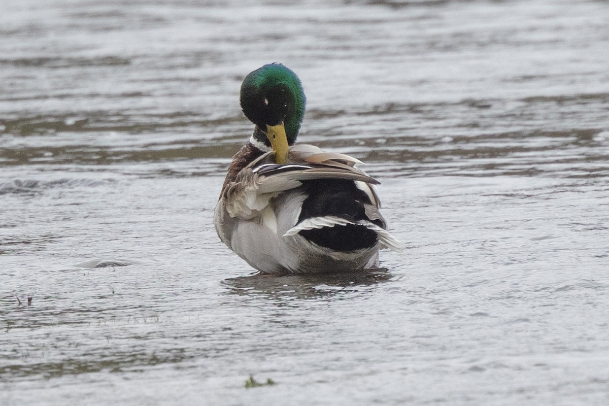 Canard colvert - ML385010481