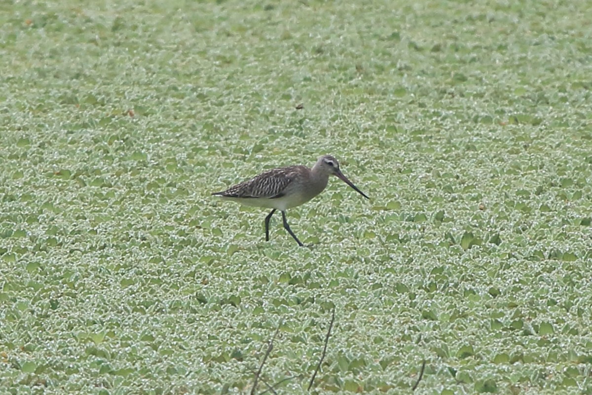 Bar-tailed Godwit - Fabio Olmos