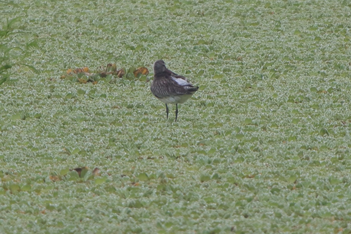 Bar-tailed Godwit - Fabio Olmos