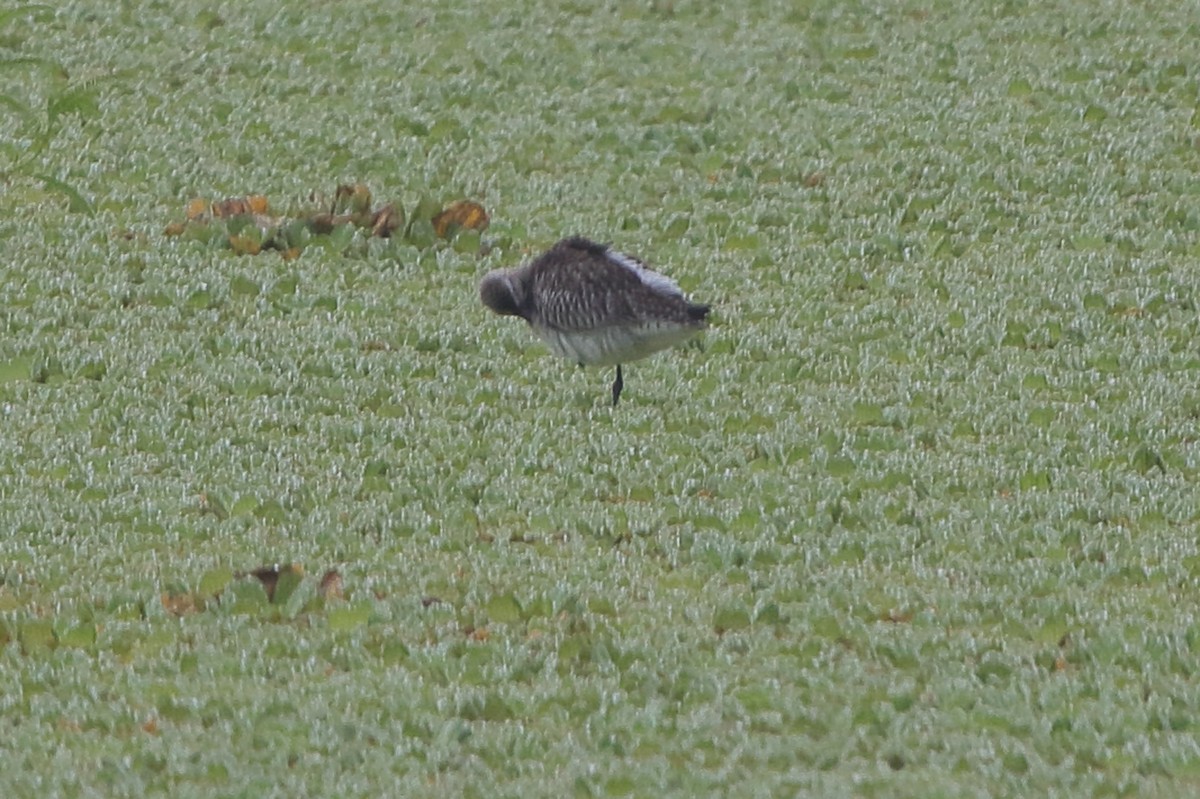 Bar-tailed Godwit - Fabio Olmos