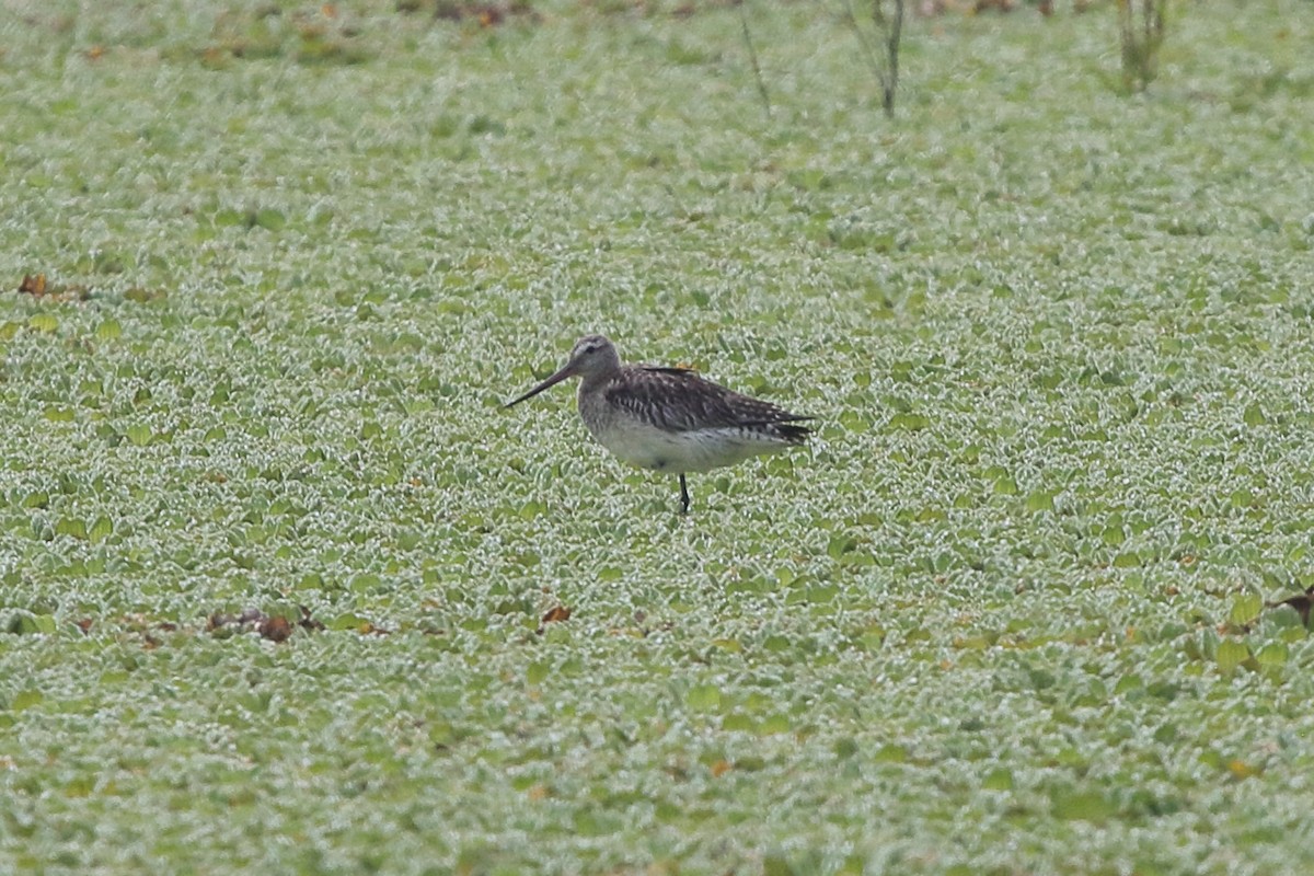 Bar-tailed Godwit - Fabio Olmos