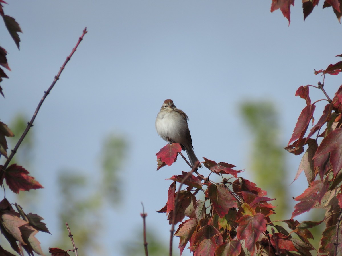 Chipping Sparrow - ML385011631