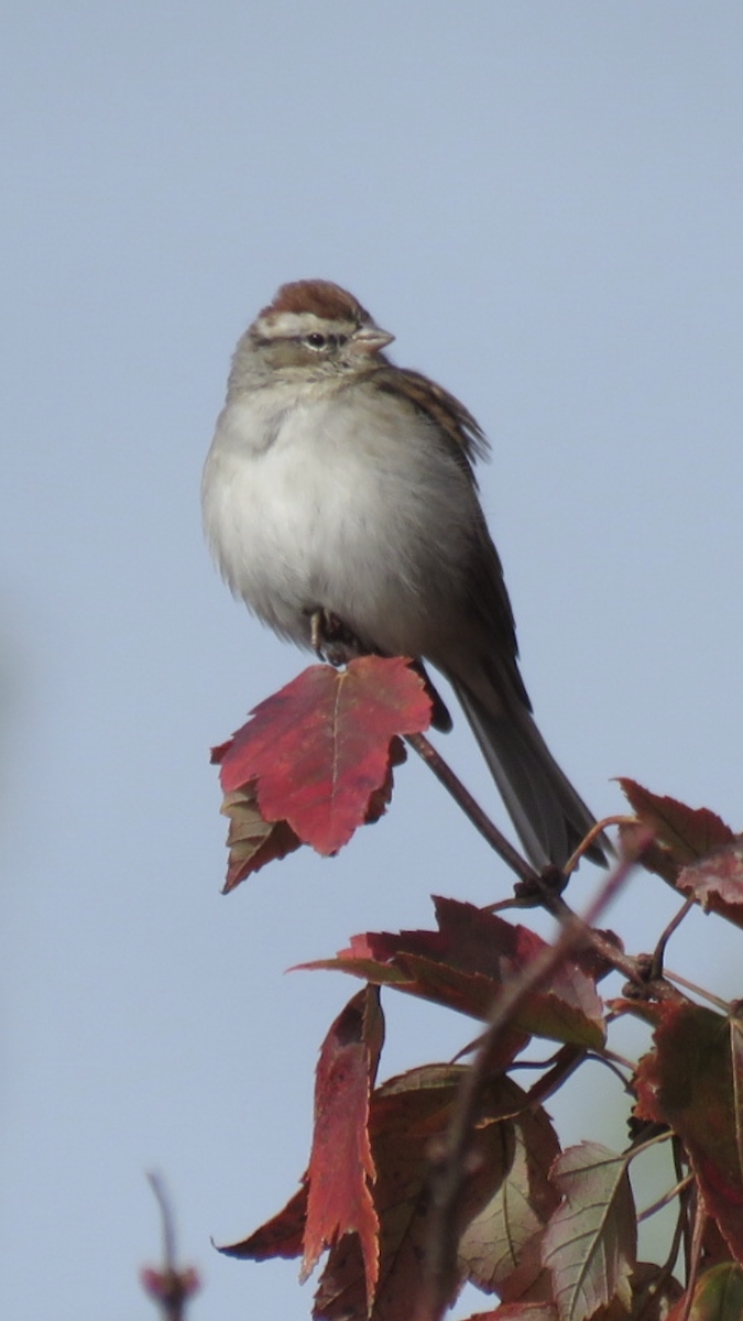 Chipping Sparrow - ML385011671
