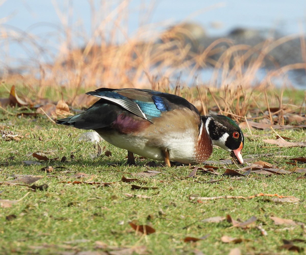 Canard branchu - ML385011831