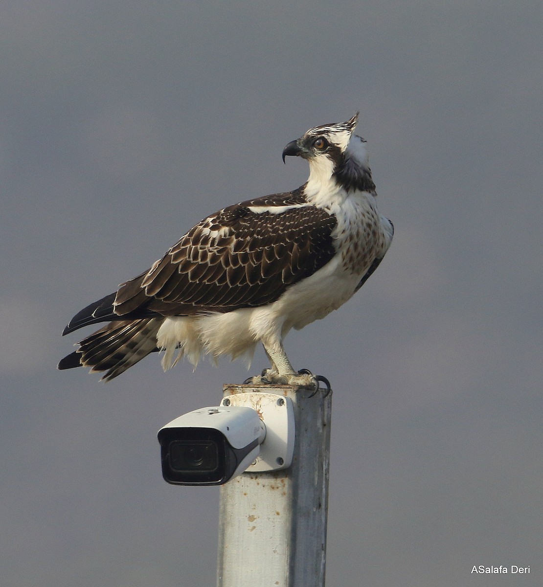 Águila Pescadora (haliaetus) - ML385012891