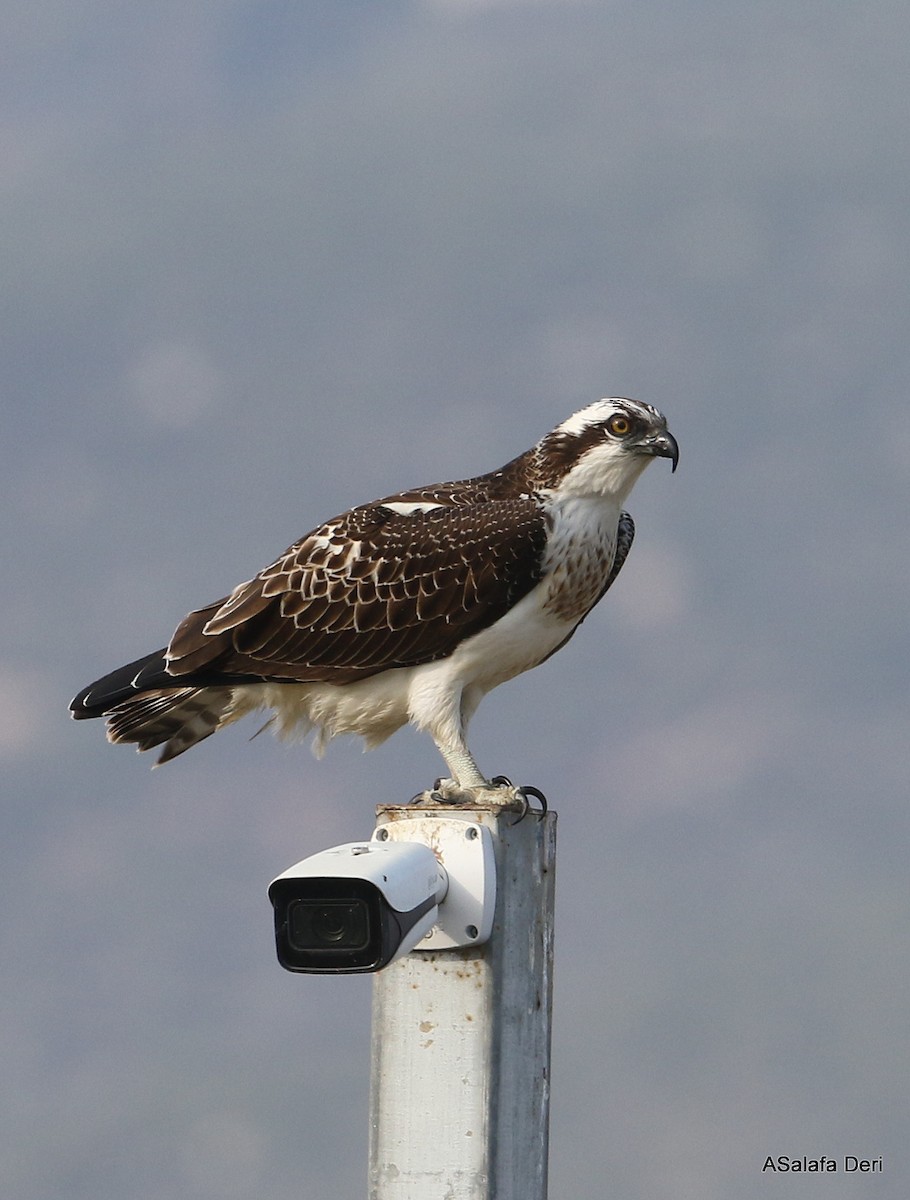 Águila Pescadora (haliaetus) - ML385012901