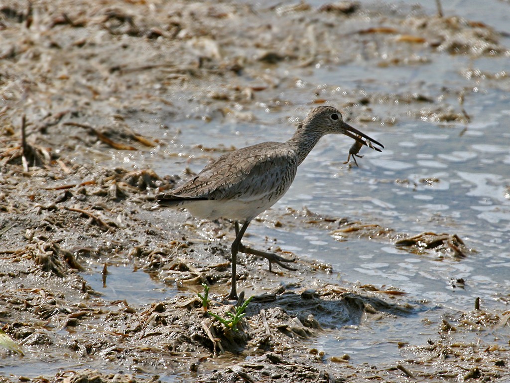 Chevalier semipalmé - ML38501301