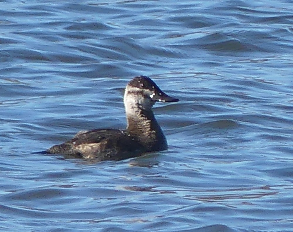 Ruddy Duck - ML385013411