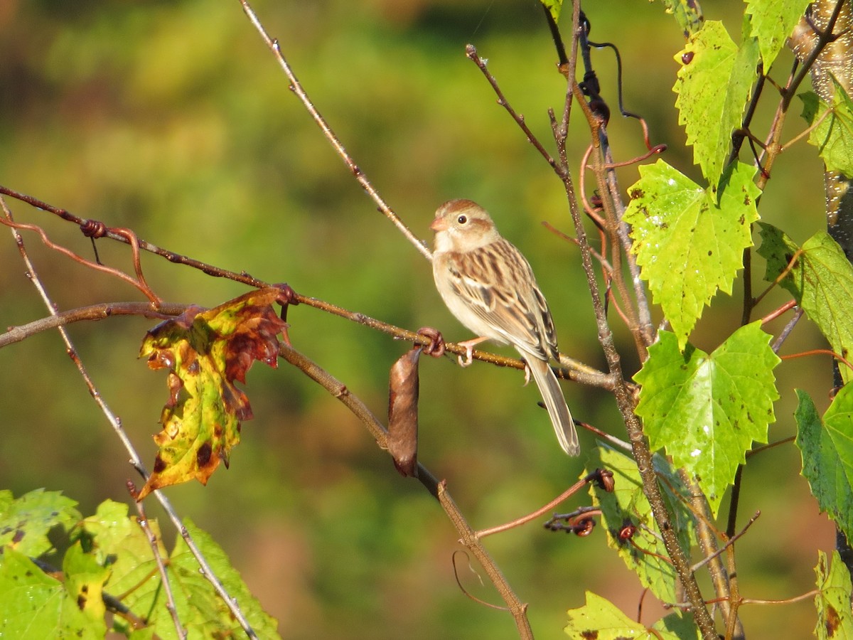 Field Sparrow - ML38501391