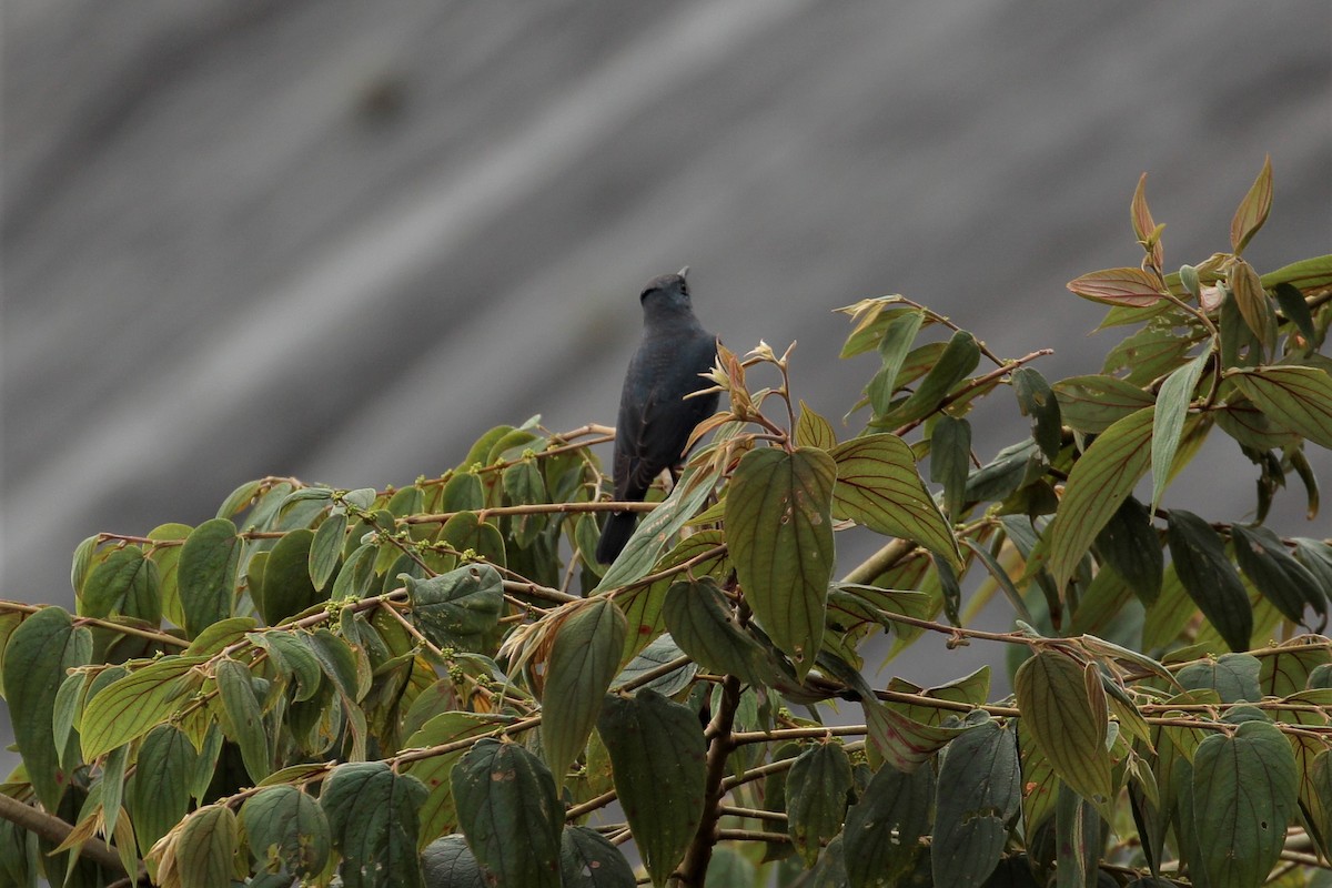 Blue Rock-Thrush - ML385013911