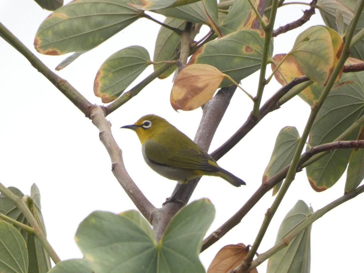 Swinhoe's White-eye - ML385014171