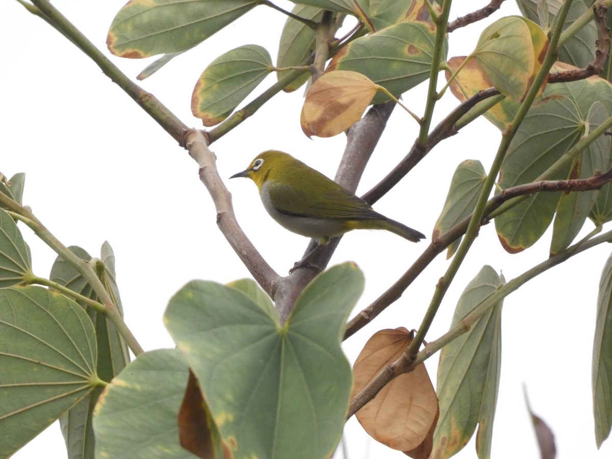 Swinhoe's White-eye - ML385014181