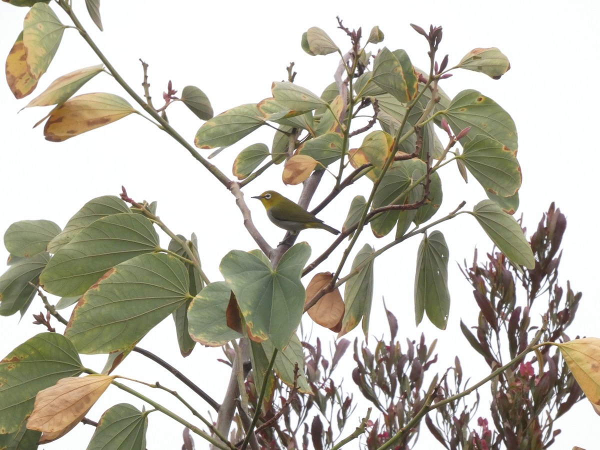 Swinhoe's White-eye - ML385014191