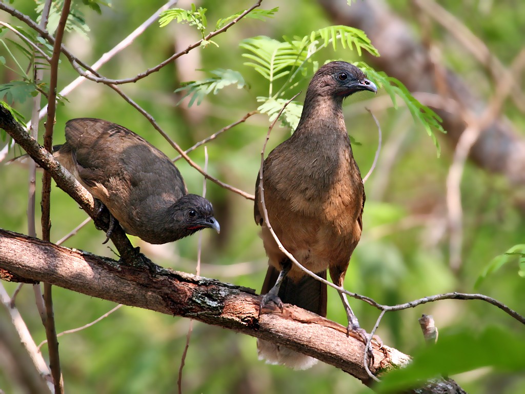 Plain Chachalaca - ML38501521