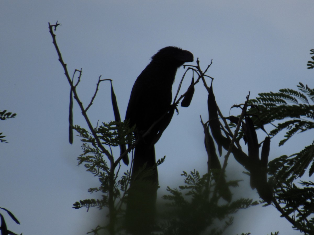 Smooth-billed Ani - ML38501611