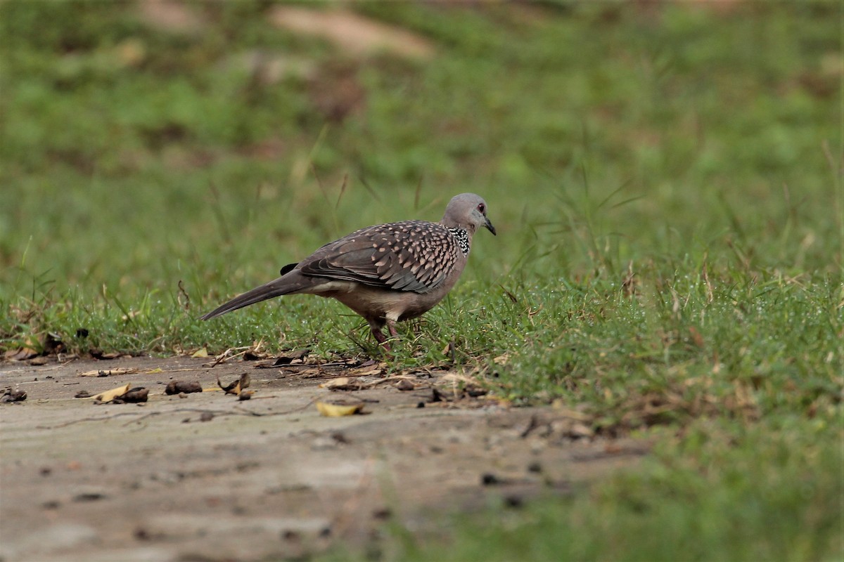 珠頸斑鳩 - ML385017191