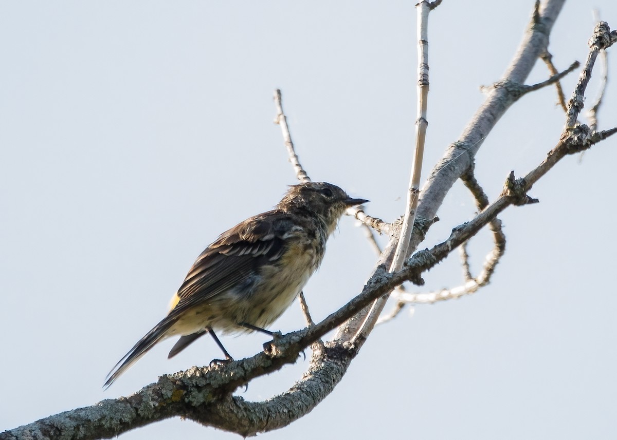 Yellow-rumped Warbler - ML385019721