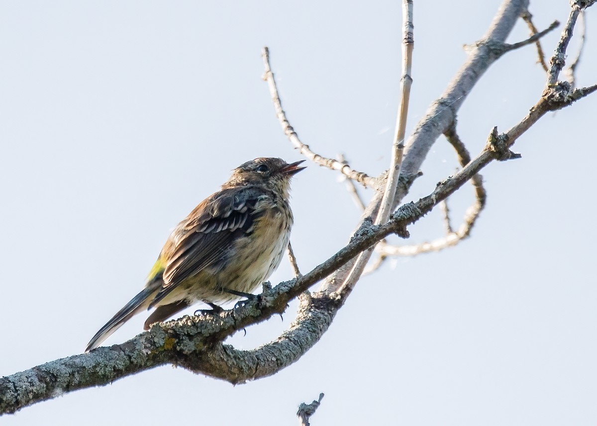 Yellow-rumped Warbler - ML385019731